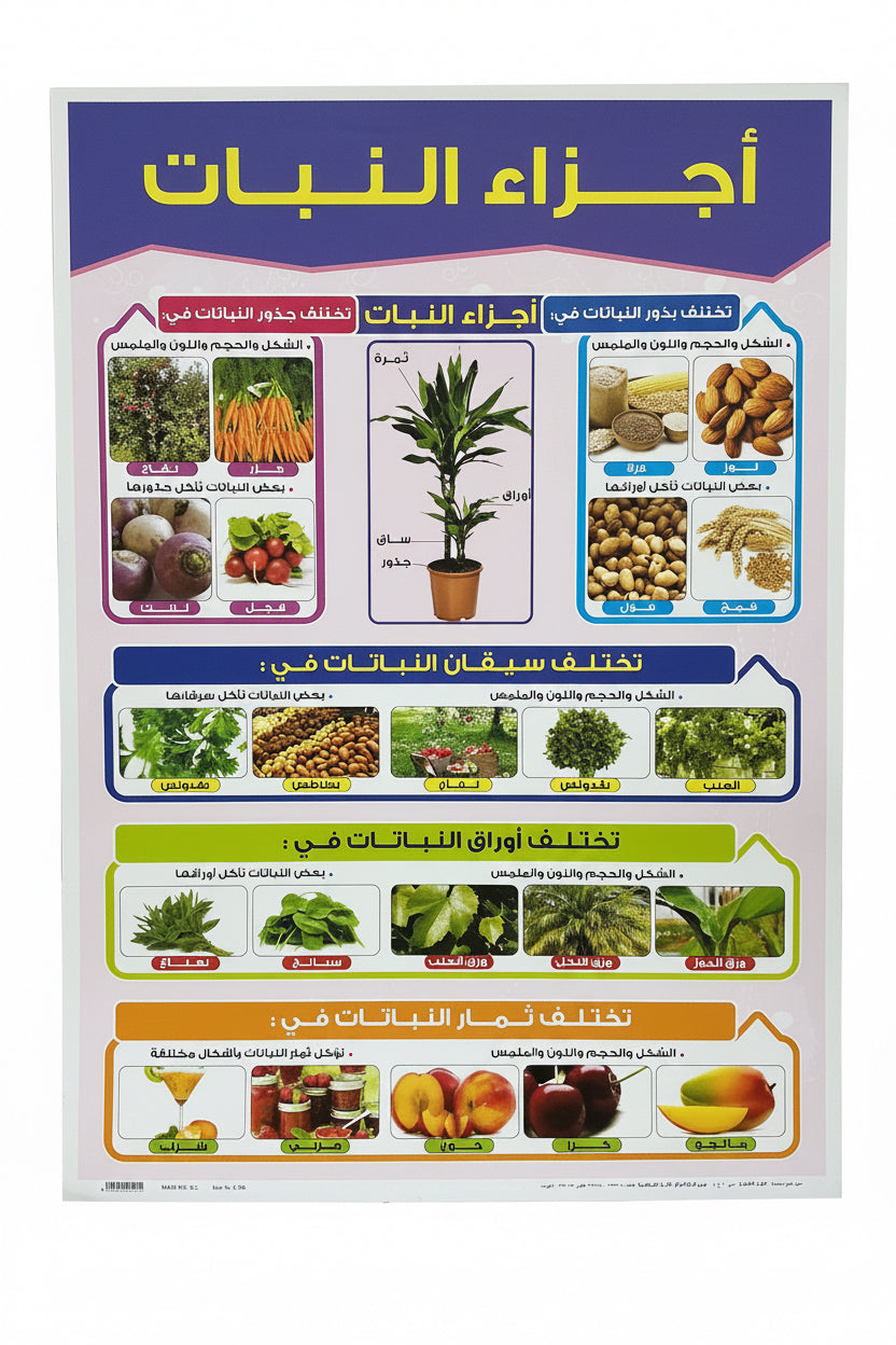 Wall Charts / لوحات حائط