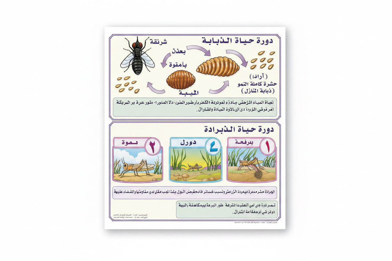 وسيلة دورة حياة الذبابة