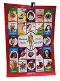 Human Body Chart/وسيلة جسم الإنسان