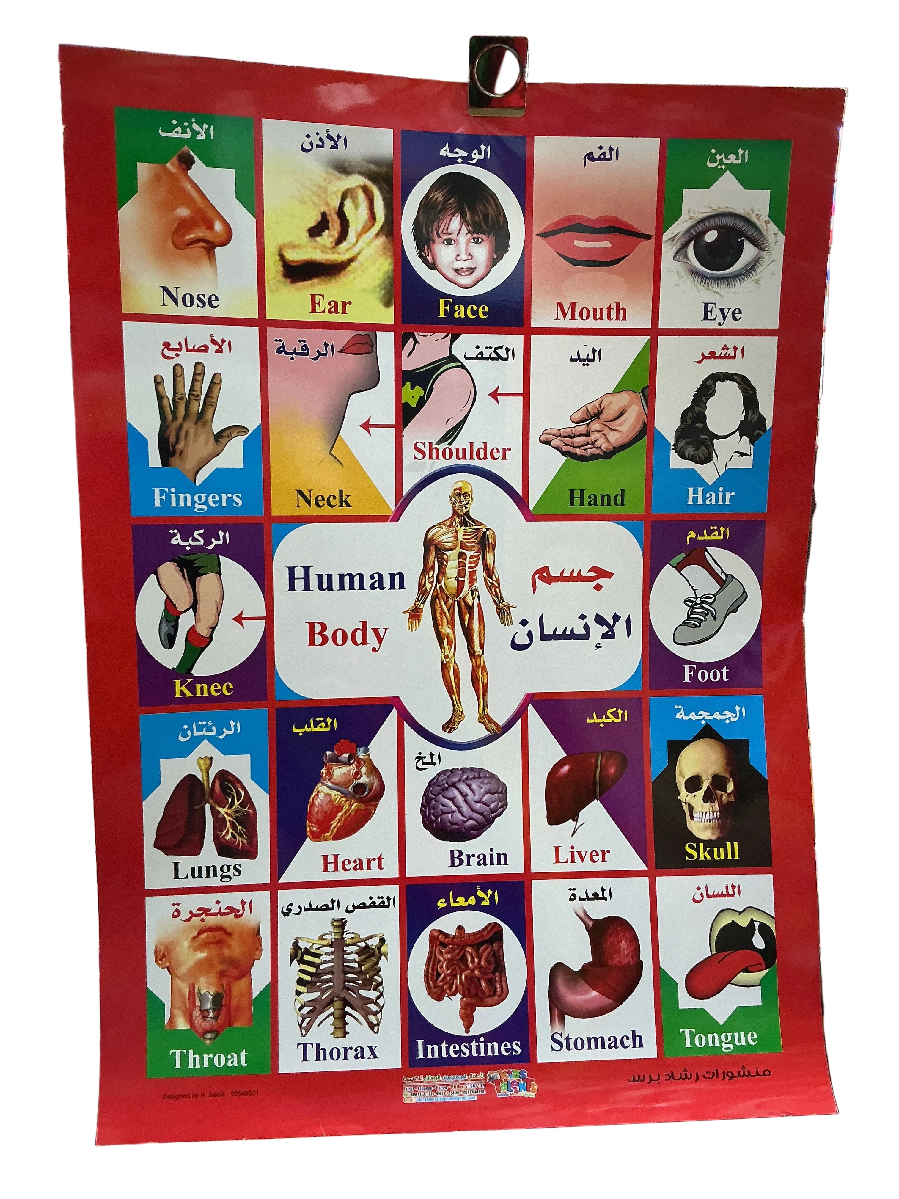 Human Body Chart/وسيلة جسم الإنسان