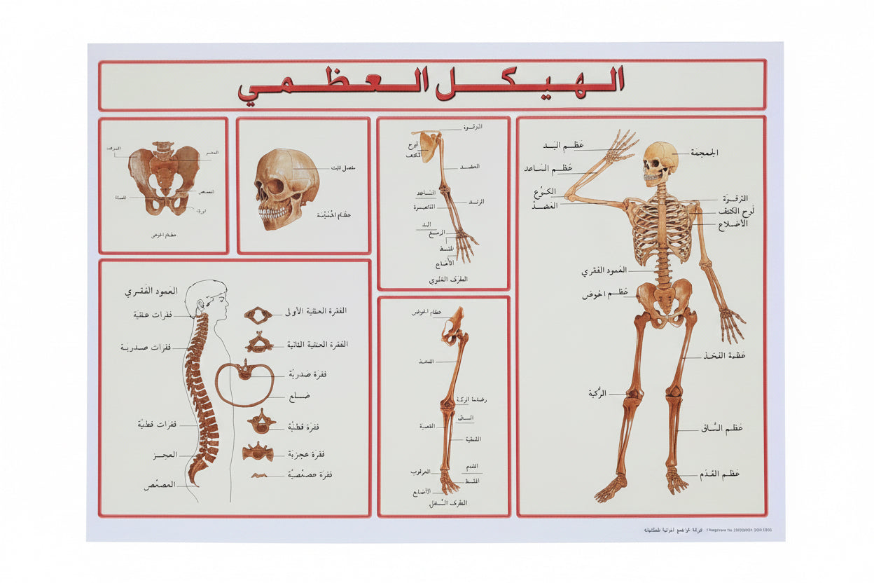 وسيلة الهيكل العظمي