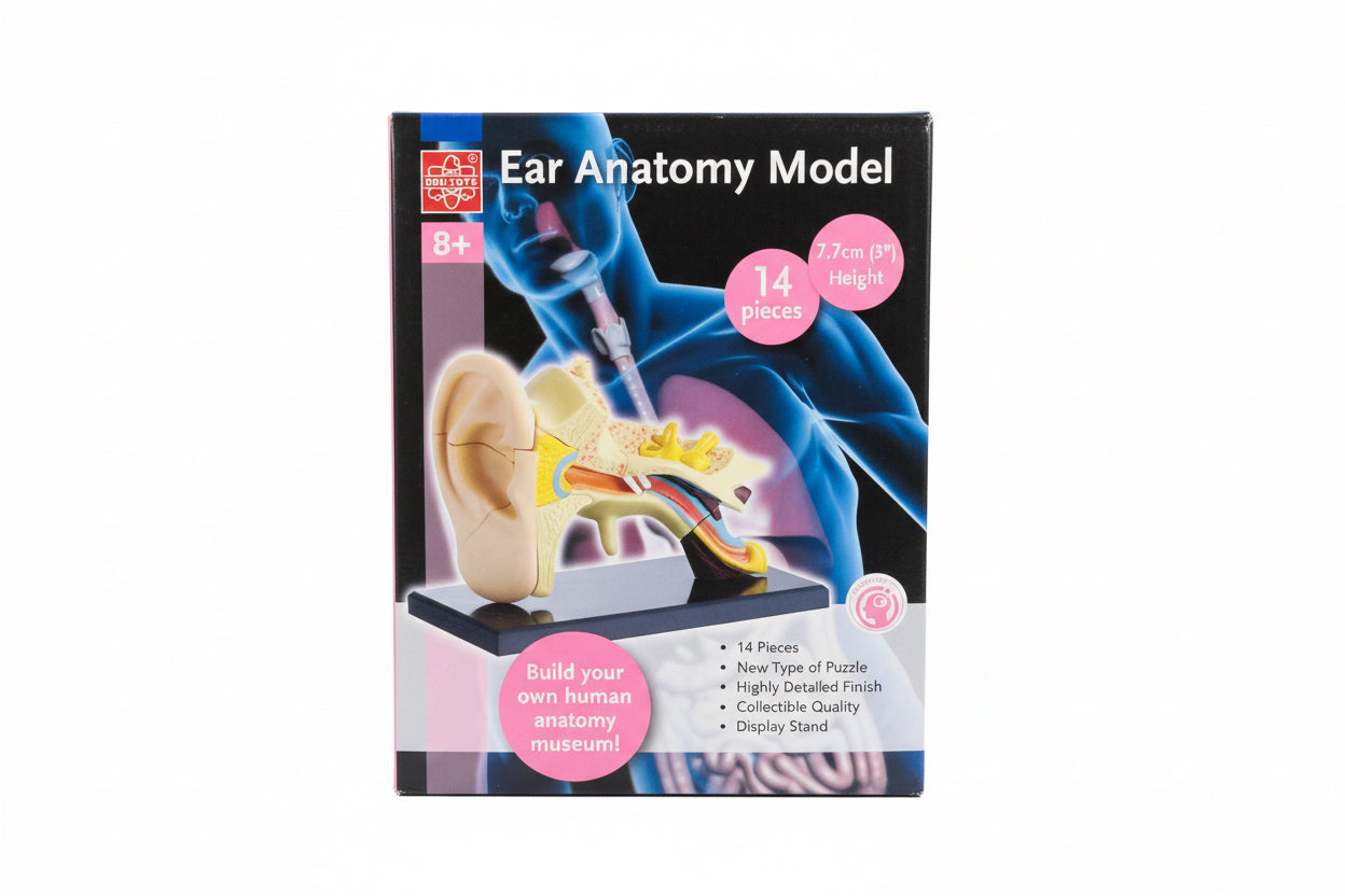 Ear anatomy Model / نموذج تشريح الأذن