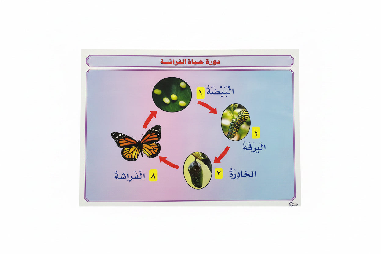 وسيلة دورة حياة الفراشة