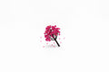 Mini Trees / أشجار مصغّرة