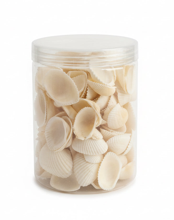 Sea Shells / أصداف بحرية