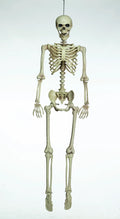 Poseable Human skeleton / هيكل عظمي بشري قابل للتحريك