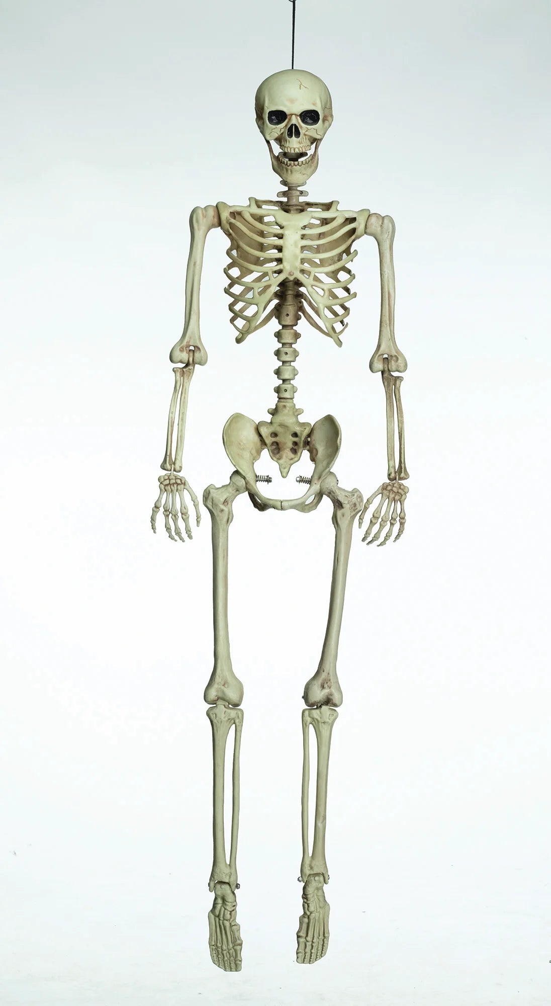 Poseable Human skeleton / هيكل عظمي بشري قابل للتحريك