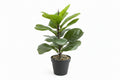 Artificial Plants / نباتات صناعية