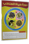 وسيلة دورة حياة العناكب