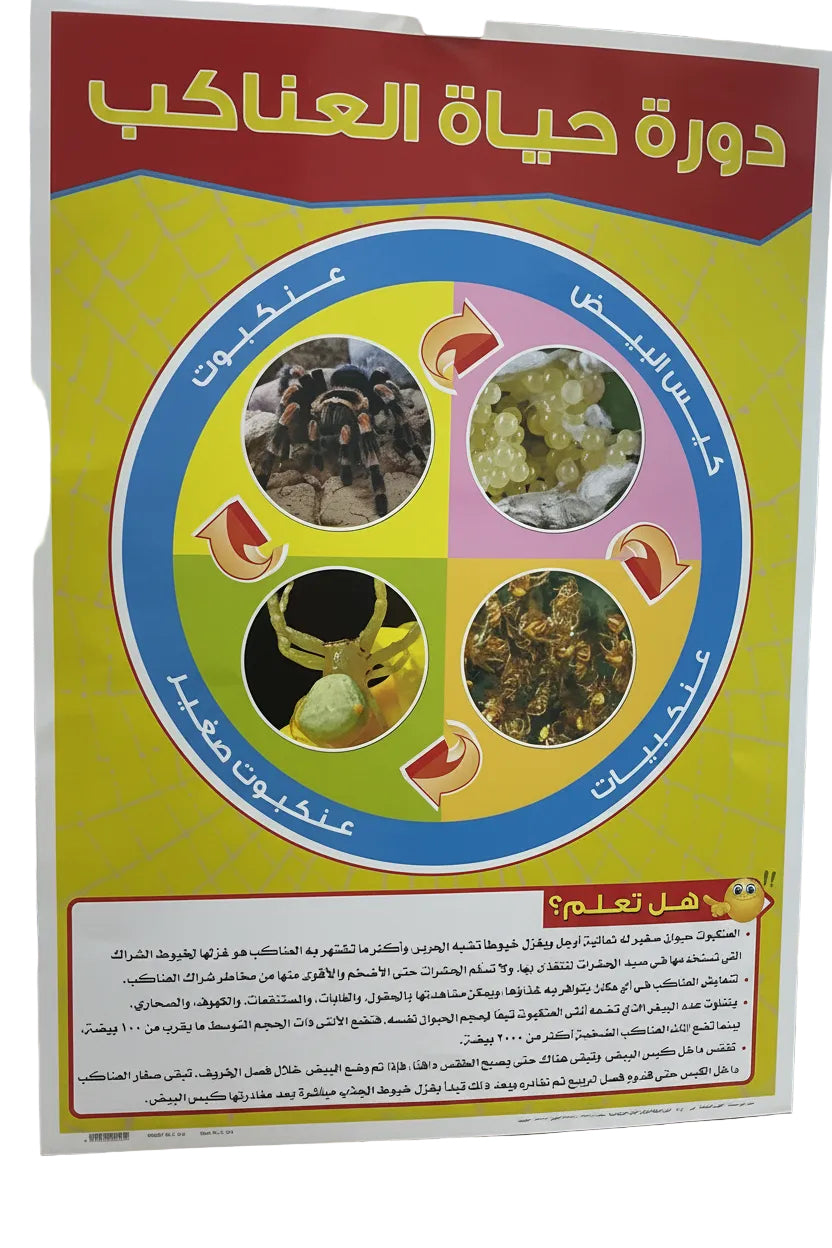 وسيلة دورة حياة العناكب