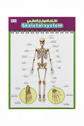 Skeletal System Educational Chart / نظام الهيكل العظمي