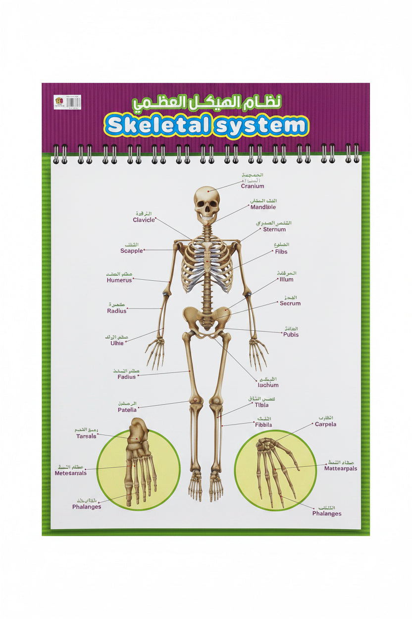 Skeletal System Educational Chart / نظام الهيكل العظمي