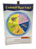 وسيلة دورة حياة الضفدع