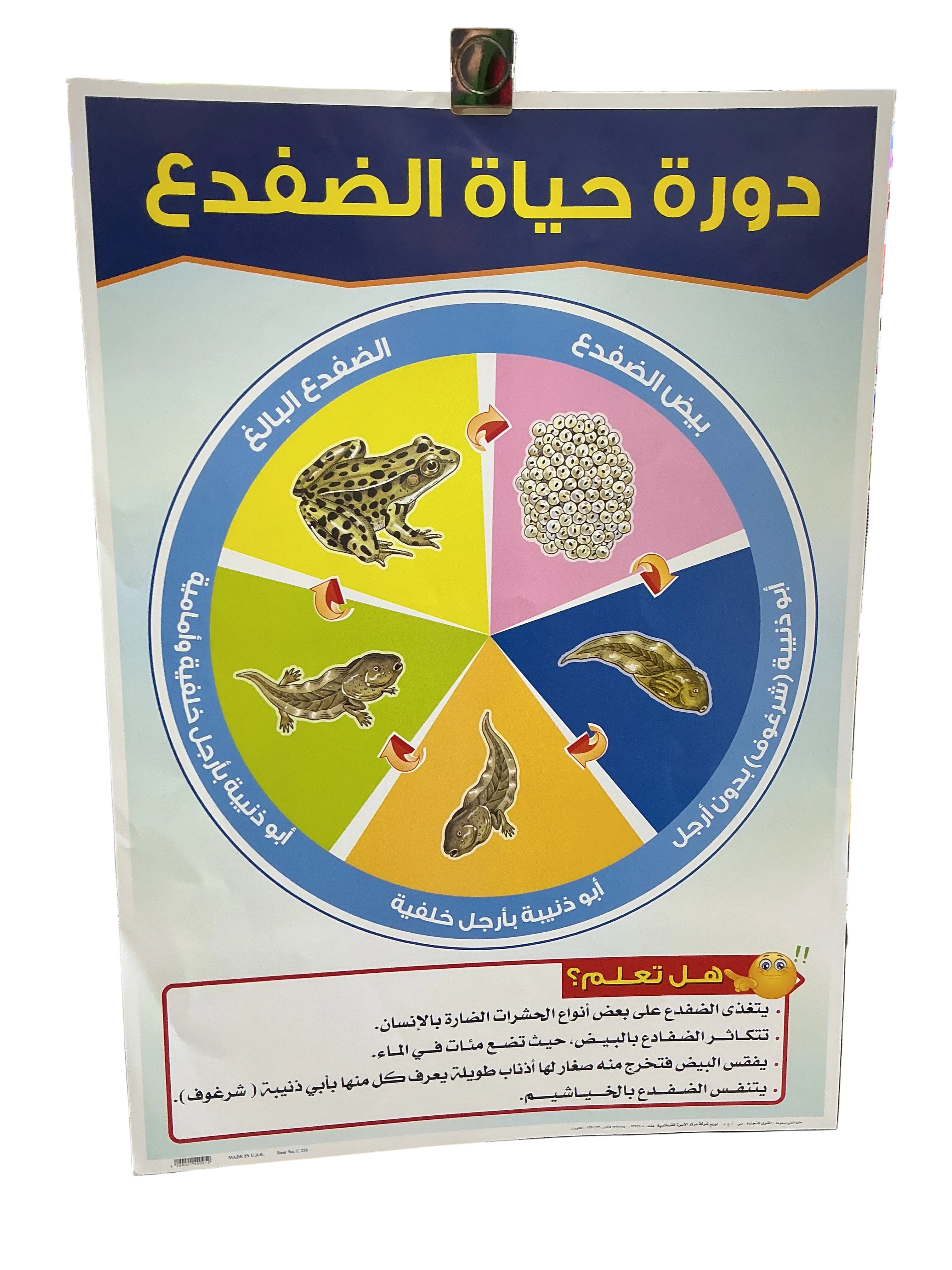 وسيلة دورة حياة الضفدع
