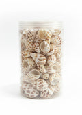 Sea Shells / أصداف بحرية