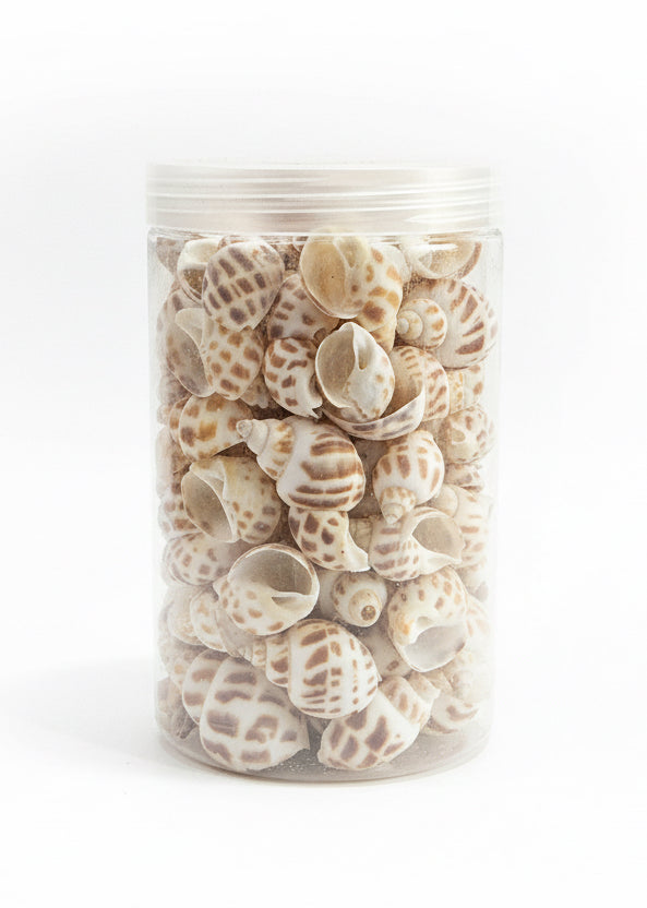 Sea Shells / أصداف بحرية