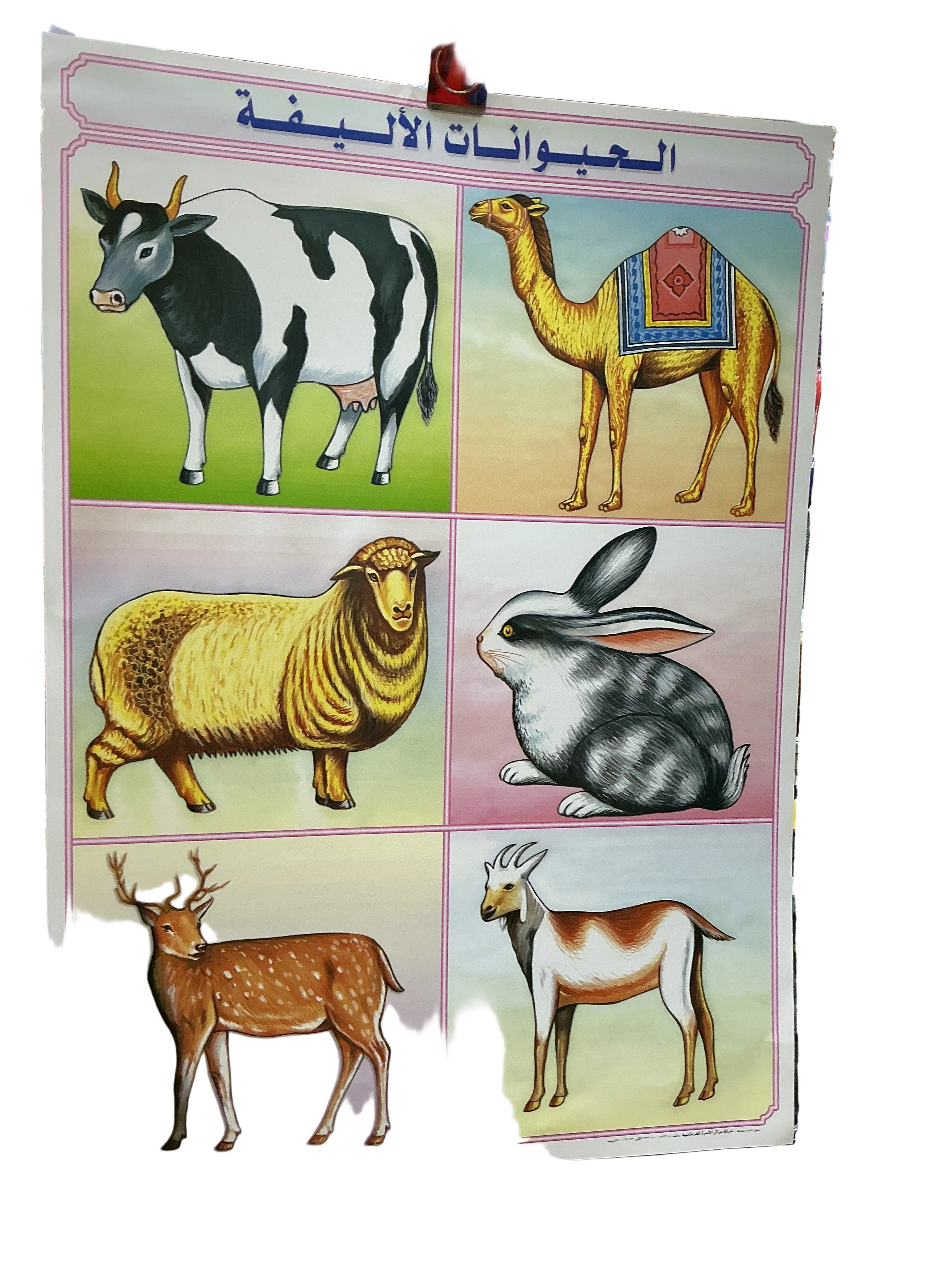 وسيلة الحيوانات الأليفة