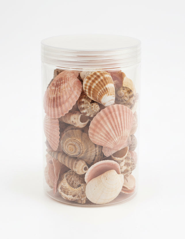 Sea Shells / أصداف بحرية