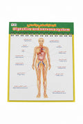 Digestive and Nervous System/الجهاز الهضمي والعصبي