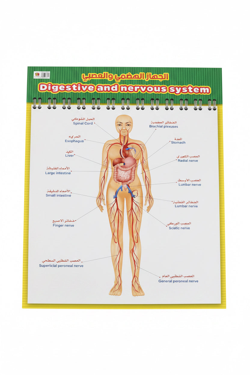 Digestive and Nervous System/الجهاز الهضمي والعصبي