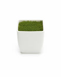 Planting pots / أصص زراعة