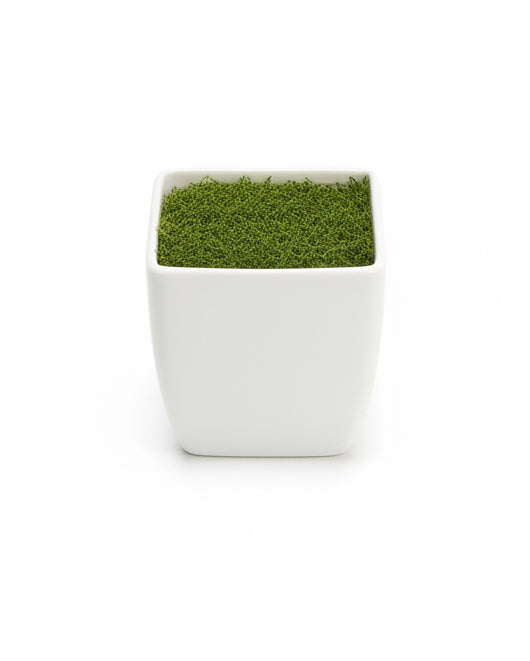 Planting pots / أصص زراعة