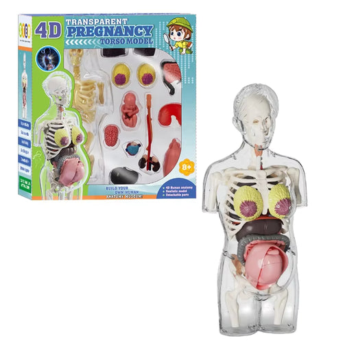 4D TRANSPARENT PREGNANCY TORSO MODEL / نموذج جذع حمل شفاف ثلاثي/رباعي الأبعاد (4D)