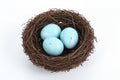 Bird Nest with Artificial Eggs / عش طيور مع بيض صناعي