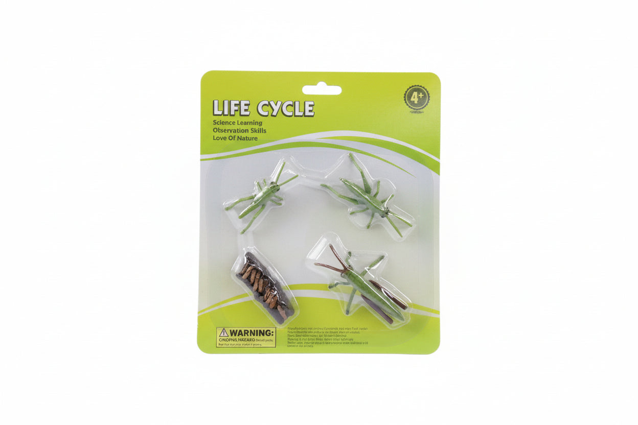LIFE CYCLE / دورة الحياة