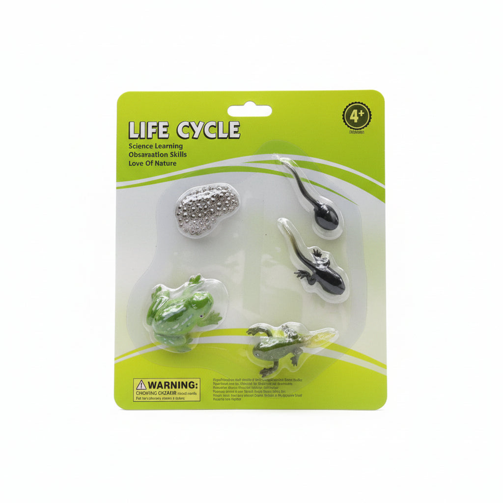 LIFE CYCLE / دورة الحياة