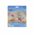 LIFE CYCLE / دورة الحياة